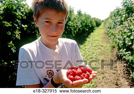 Canada, British Columbia, Ladner. Dylan, age 10, with hands full of ripe raspberries. View Large Photo Image Stock Photography - Canada, British Columbia, Ladner. Dylan, age 10, with hands full of ripe raspberries.. Fotosearch