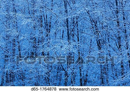 Canada, British Columbia, North Vancouver, snow-covered trees, Cypress Provincial Park View Large Photo Image Stock Photo - Canada, British Columbia, North Vancouver, snow-covered trees, Cypress Provincial Park. Fotosearch