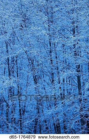 Canada, British Columbia, North Vancouver, snow-covered trees, Cypress Provincial Park View Large Photo Image Stock Photo - Canada, British Columbia, North Vancouver, snow-covered trees, Cypress Provincial Park. Fotosearch