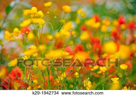 Picture - Canada, British Columbia, Rocky Mountains, View of flowered meadow. Fotosearch