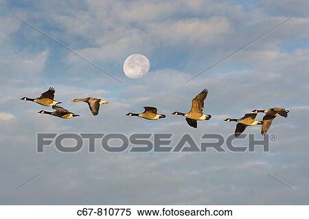 Canada Geese Branta canadensis and Grey-lag Goose flying to Winter Roost View Large Photo Image Stock Photography - Canada Geese Branta canadensis and Grey-lag Goose flying to Winter Roost. Fotosearch