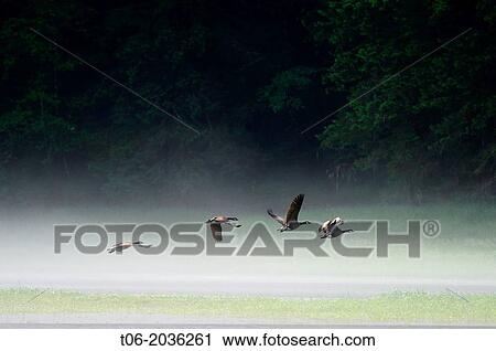 Canada geese (Branta canadensis) flying over the water of the estuary in the morning mist, Khutzeymateen Grizzly Bear Sanctuary, British Columbia, Canada, June 2013. View Large Photo Image Stock Image - Canada geese (Branta canadensis) flying over the water of the estuary in the morning mist, Khutzeymateen Grizzly Bear Sanctuary, British Columbia, Canada, June 2013.. Fotosearch