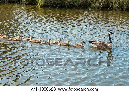 Canada Geese Branta canadensis Mother leading goslings for swim at Corolla, NC USA View Large Photo Image Stock Photo - Canada Geese Branta canadensis Mother leading goslings for swim at Corolla, NC USA. Fotosearch