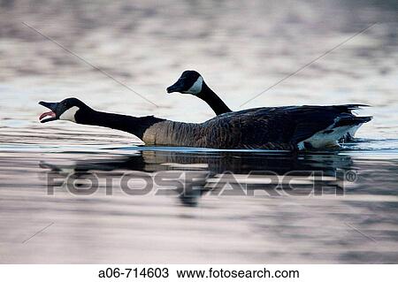 Canada Geese (Branta canadensis) View Large Photo Image Stock Image - Canada Geese (Branta canadensis). Fotosearch