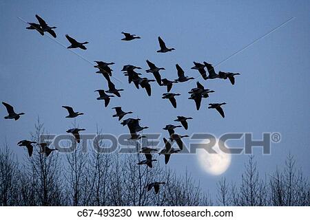 Canada Geese (Branta canadensis), Hertfordshire, UK View Large Photo Image Stock Image - Canada Geese (Branta canadensis), Hertfordshire, UK. Fotosearch