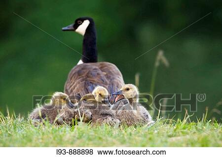 Canada Geese (Branta canadensis) View Large Photo Image Stock Photo - Canada Geese (Branta canadensis). Fotosearch