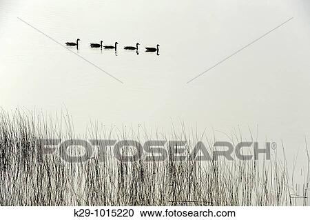 Canada geese Branta canadensis swimming in McCharles Lake View Large Photo Image Stock Image - Canada geese Branta canadensis swimming in McCharles Lake. Fotosearch