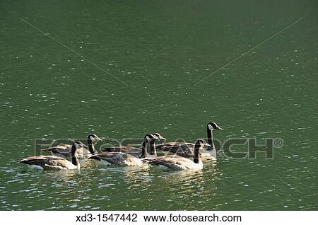 Stock Image - Canada geese Branta canadensis, Tod Inlet off Saanich Inlet, Vancouver Island, British Columbia, Canada. Fotosearch