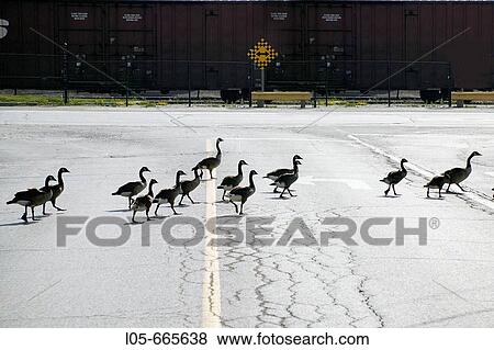 Canada Geese crossing the road View Large Photo Image Stock Photo - Canada Geese crossing the road. Fotosearch