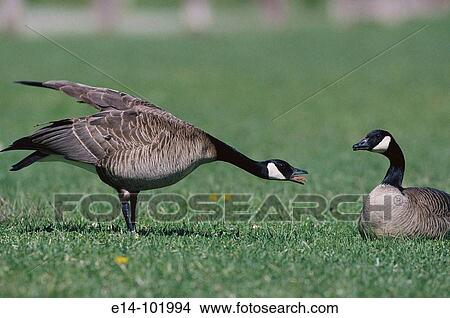 Canada Goose (Branta canadensis). Alaska, USA View Large Photo Image Picture - Canada Goose (Branta canadensis). Alaska, USA. Fotosearch