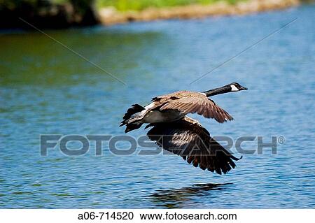Canada Goose (Branta canadensis) View Large Photo Image Stock Image - Canada Goose (Branta canadensis). Fotosearch
