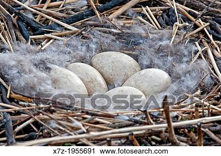 Canada Goose nest at the Hagerman Wildlife Management Area near the city of Hagerman in southern Idaho. View Large Photo Image Stock Image - Canada Goose nest at the Hagerman Wildlife Management Area near the city of Hagerman in southern Idaho.. Fotosearch