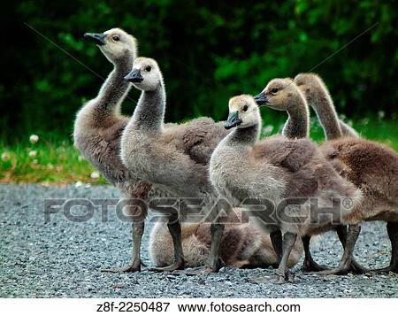 Canada goslings are a sign of sping on Vancouver Island, British Columbia, Canada. View Large Photo Image Stock Photo - Canada goslings are a sign of sping on Vancouver Island, British Columbia, Canada.. Fotosearch