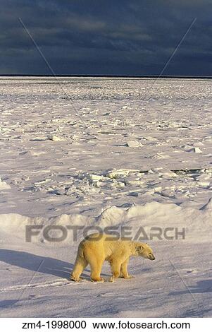 Stock Image - CANADA, MANITOBA, CHURCHILL AREA, POLAR BEAR, POLAR BEAR (URSUS MARITIMUS)AC.. Fotosearch