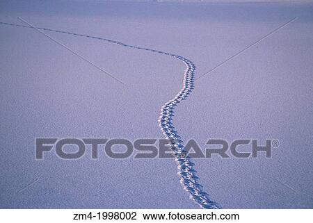 CANADA, MANITOBA, CHURCHILL AREA, POLAR BEAR TRACKS IN SNOW. View Large Photo Image Stock Image - CANADA, MANITOBA, CHURCHILL AREA, POLAR BEAR TRACKS IN SNOW.. Fotosearch