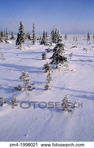 CANADA, MANITOBA, CHURCHILL AREA, TUNDRA, SPRUCE TREES AT TREE LINE. View Large Photo Image Stock Image - CANADA, MANITOBA, CHURCHILL AREA, TUNDRA, SPRUCE TREES AT TREE LINE.. Fotosearch