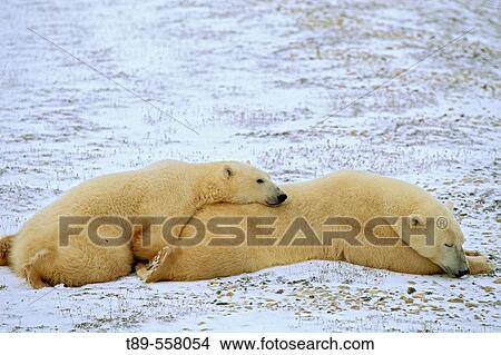 Canada, Manitoba, Churchill Polar bear mother with cub( Ursus mritimus) View Large Photo Image Picture - Canada, Manitoba, Churchill Polar bear mother with cub( Ursus mritimus). Fotosearch