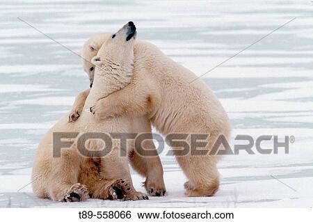 Stock Photograph - Canada, Manitoba, Churchill Polar bear mother with cub (Ursus mritimus). Fotosearch