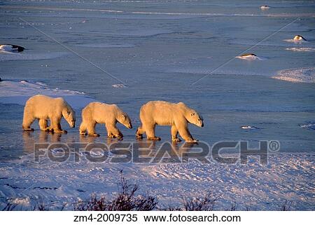 CANADA, MANITOBA, NEAR CHURCHILL, POLAR BEAR MOTHER WITH CUBS (ABOUT TWO YEARS OLD). View Large Photo Image Stock Photography - CANADA, MANITOBA, NEAR CHURCHILL, POLAR BEAR MOTHER WITH CUBS (ABOUT TWO YEARS OLD).. Fotosearch
