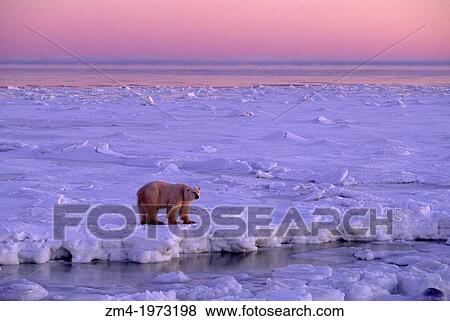 CANADA, MANITOBA, NEAR CHURCHILL, HUDSON BAY, POLAR BEAR ON ICE, AT SUNRISE. View Large Photo Image Stock Photo - CANADA, MANITOBA, NEAR CHURCHILL, HUDSON BAY, POLAR BEAR ON ICE, AT SUNRISE.. Fotosearch