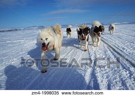 CANADA, NUNAVUT, BAFFIN ISLAND, NEAR IQALUIT, HUSKY DOG TEAM PULLING KOMOTIK (SLED). View Large Photo Image Stock Photography - CANADA, NUNAVUT, BAFFIN ISLAND, NEAR IQALUIT, HUSKY DOG TEAM PULLING KOMOTIK (SLED).. Fotosearch