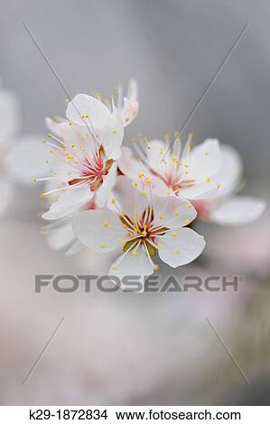 Canada Plum Prunus nigra, Manitoulin Island- Kagawong, Ontario, Canada View Large Photo Image Picture - Canada Plum Prunus nigra, Manitoulin Island- Kagawong, Ontario, Canada. Fotosearch