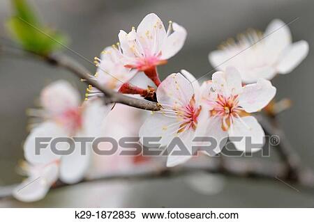 Canada Plum Prunus nigra, Manitoulin Island- Kagawong, Ontario, Canada View Large Photo Image Stock Photography - Canada Plum Prunus nigra, Manitoulin Island- Kagawong, Ontario, Canada. Fotosearch