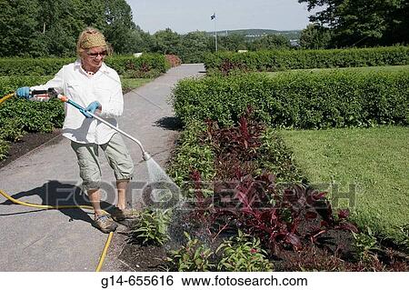 Canada, Quebec City, Parc du Bois de Coulonge, public park, female employee, watering plants, hose, View Large Photo Image Stock Photograph - Canada, Quebec City, Parc du Bois de Coulonge, public park, female employee, watering plants, hose,. Fotosearch