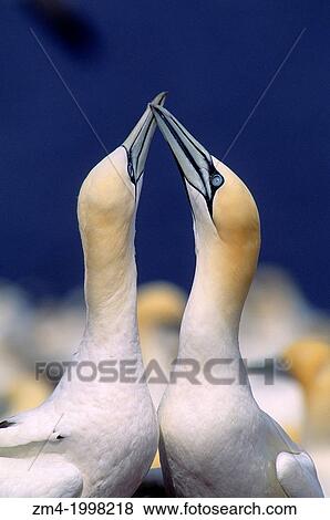 CANADA, QUEBEC, GASPE, BONAVENTURE IS., GANNET COLONY, GANNETS FENCING. View Large Photo Image Stock Photo - CANADA, QUEBEC, GASPE, BONAVENTURE IS., GANNET COLONY, GANNETS FENCING.. Fotosearch