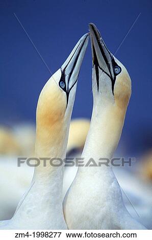CANADA, QUEBEC, GASPE, BONAVENTURE IS., GANNETS FENCING, WELCOMING/MATING BEHAVIOR. View Large Photo Image Stock Photo - CANADA, QUEBEC, GASPE, BONAVENTURE IS., GANNETS FENCING, WELCOMING/MATING BEHAVIOR.. Fotosearch