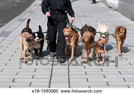 Canada, Quebec, Montreal Dog walking service View Large Photo Image Stock Image - Canada, Quebec, Montreal Dog walking service. Fotosearch