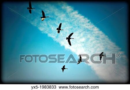 Canadian geese flying in V-formation. View Large Photo Image Stock Image - Canadian geese flying in V-formation.. Fotosearch