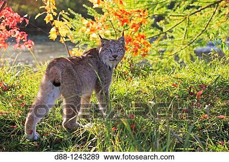 Canadian Lynx Lynx canadensis order: carnivora family: felidae. View Large Photo Image Stock Photo - Canadian Lynx Lynx canadensis order: carnivora family: felidae.. Fotosearch