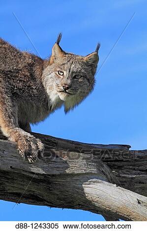 Canadian Lynx Lynx canadensis order: carnivora family: felidae. View Large Photo Image Stock Photography - Canadian Lynx Lynx canadensis order: carnivora family: felidae.. Fotosearch