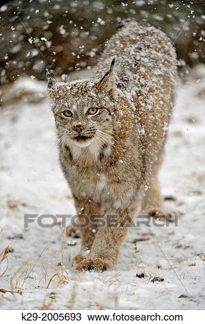 Canadian Lynx (Lynx canadensis) walking in a snow-squall, Bozeman, Montana, USA. View Large Photo Image Stock Image - Canadian Lynx (Lynx canadensis) walking in a snow-squall, Bozeman, Montana, USA.. Fotosearch