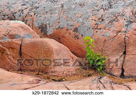 Canadian Shield granite outcrops with Birch seedling, Killarney Provincial Park, Ontario, Canada View Large Photo Image Stock Image - Canadian Shield granite outcrops with Birch seedling, Killarney Provincial Park, Ontario, Canada. Fotosearch