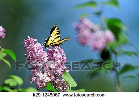Canadian tiger swallowtail Papilio Canadensis Nectaring on lilac flowers View Large Photo Image Stock Photo - Canadian tiger swallowtail Papilio Canadensis Nectaring on lilac flowers. Fotosearch