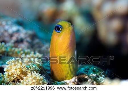 Canary blenny (Escenius midas) face, Sharm El Sheikh south Sinai Egypt, Red Sea. View Large Photo Image Stock Photograph - Canary blenny (Escenius midas) face, Sharm El Sheikh south Sinai Egypt, Red Sea.. Fotosearch