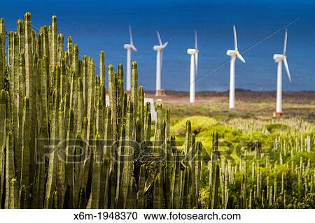 Stock Image - Canary Island spurge (Euphorbia canariensis) and wind turbines in Punta Teno. Tenerife, Canary Islands, Atlantic Ocean, Spain.. Fotosearch