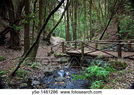 Canary Islands, La Gomera, Garajonay National Park UNESCO Site, El Cedro, Laurel pre-glacial Forest View Large Photo Image Stock Photograph - Canary Islands, La Gomera, Garajonay National Park UNESCO Site, El Cedro, Laurel pre-glacial Forest. Fotosearch