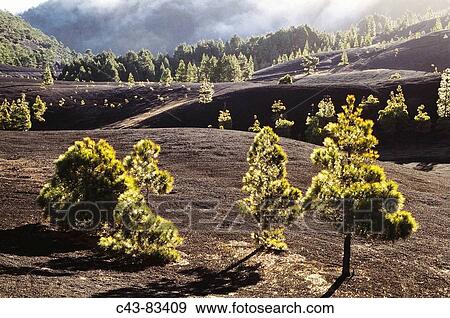 Canary Islands Pine (Pinus canariensis). La Palma, Canary Islands, Spain View Large Photo Image Stock Photo - Canary Islands Pine (Pinus canariensis). La Palma, Canary Islands, Spain. Fotosearch