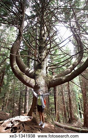 Stock Photo - Candelabrum tree, Madeira, Portugal.. Fotosearch