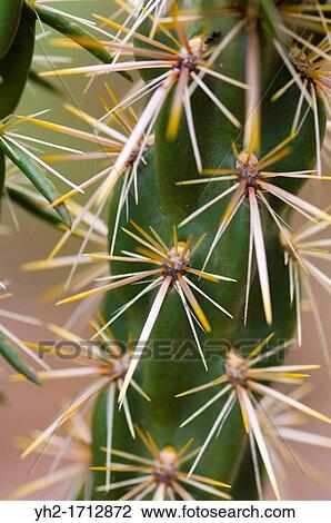 cane cholla Opuntia spinosior View Large Photo Image Stock Image - cane cholla Opuntia spinosior. Fotosearch