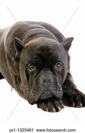 CANE CORSO, A DOG BREED FROM ITALY, ADULT LAYING DOWN AGAINST WHITE BACKGROUND OLD STANDARD BREED WITH CUT EARS View Large Photo Image Stock Image - CANE CORSO, A DOG BREED FROM ITALY, ADULT LAYING DOWN AGAINST WHITE BACKGROUND OLD STANDARD BREED WITH CUT EARS. Fotosearch