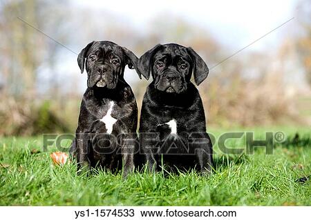 Cane Corso, a Dog Breed from Italy, Pups sitting on Grass View Large Photo Image Stock Image - Cane Corso, a Dog Breed from Italy, Pups sitting on Grass. Fotosearch
