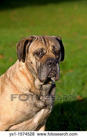 Cane Corso, a Dog Breed from Italy, Portrait of Adult View Large Photo Image Stock Photo - Cane Corso, a Dog Breed from Italy, Portrait of Adult. Fotosearch