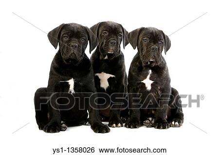 CANE CORSO, A DOG BREED FROM ITALY, PUPPIES AGAINST WHITE BACKGROUND View Large Photo Image Stock Photograph - CANE CORSO, A DOG BREED FROM ITALY, PUPPIES AGAINST WHITE BACKGROUND. Fotosearch