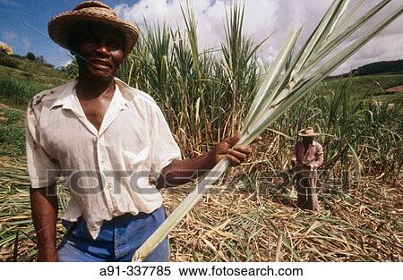 Cane cutting. Martinique, Caribbean, France View Large Photo Image Stock Photography - Cane cutting. Martinique, Caribbean, France. Fotosearch