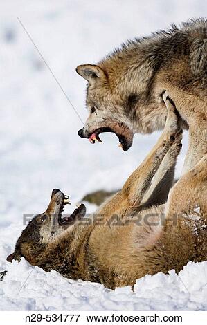 Stock Photo - Canis lupus, Wolves, Germany, winter snow, figthing. Fotosearch