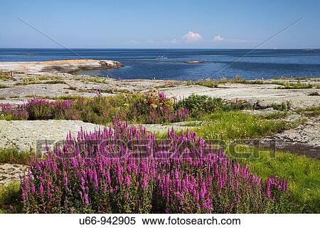 Stock Photography - Canoeing,? ro, Sm? land, Sweden. Fotosearch